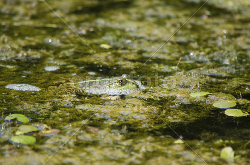 Лягушка в водоеме