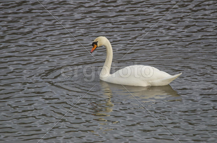 Одинокий белый лебедь.