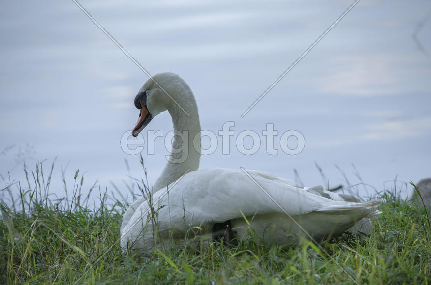 Белый лебедь прилег отдохнуть