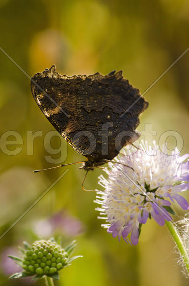 Бабочка на цветке.