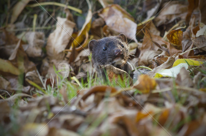 Американская норка притаилась в осенней листве