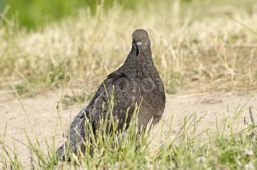 Голубь - Сизый голубь
