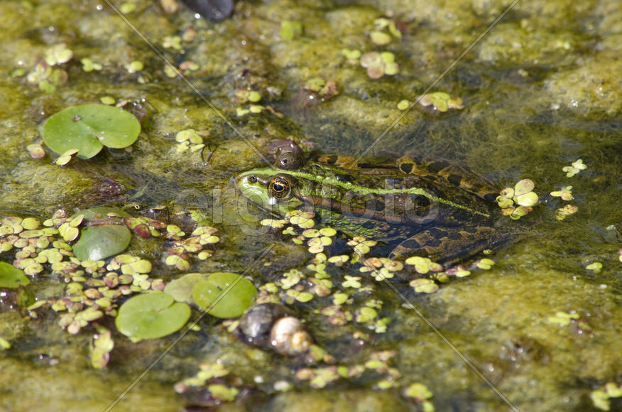 Лягушка в водоеме