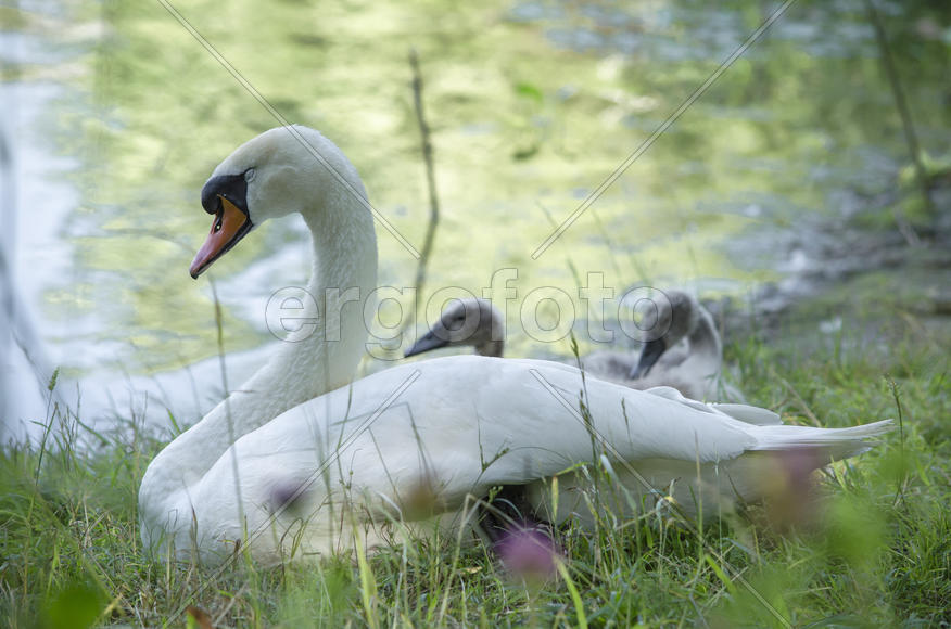 Белый лебедь прилег отдохнуть
