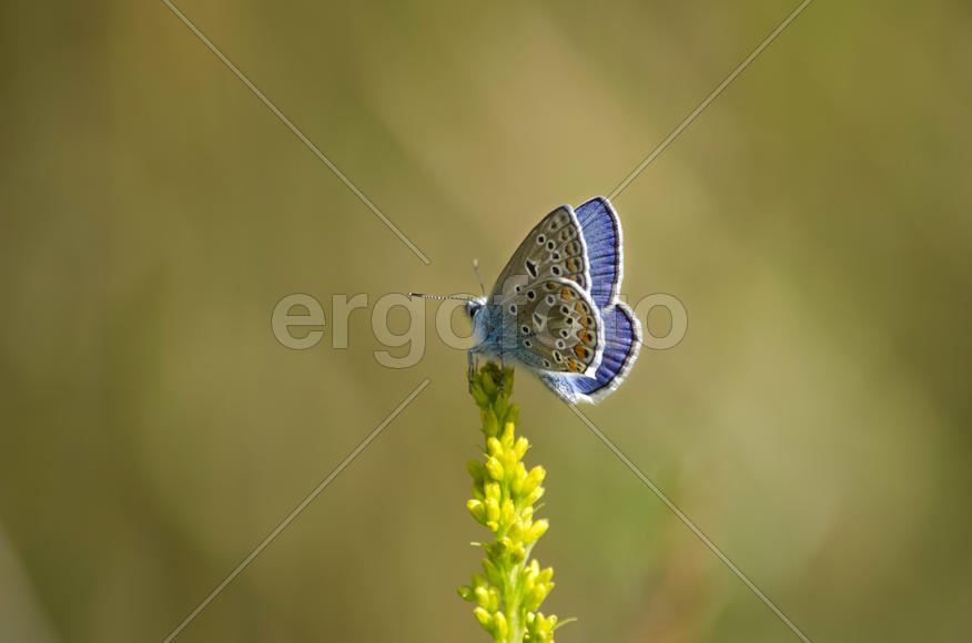 Лето. Бабочка на цветке.