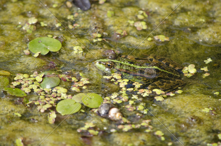Лягушка в водоеме