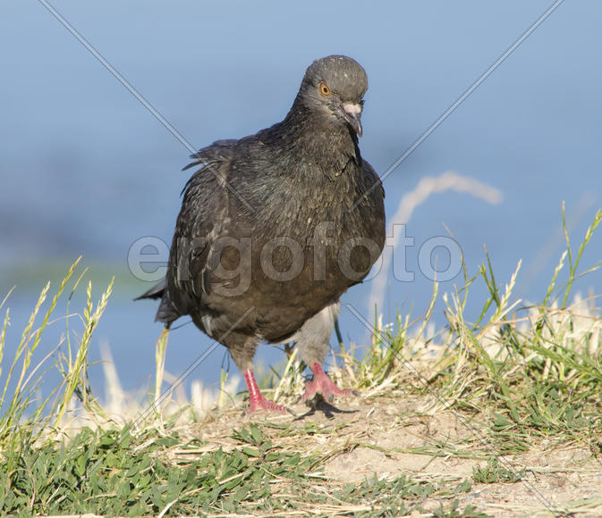 Голубь - Сизый голубь