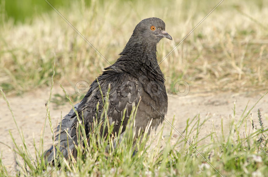 Голубь - Сизый голубь