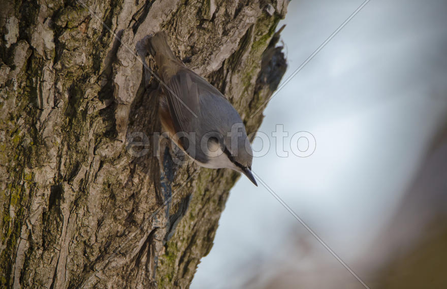 Поползень на дереве