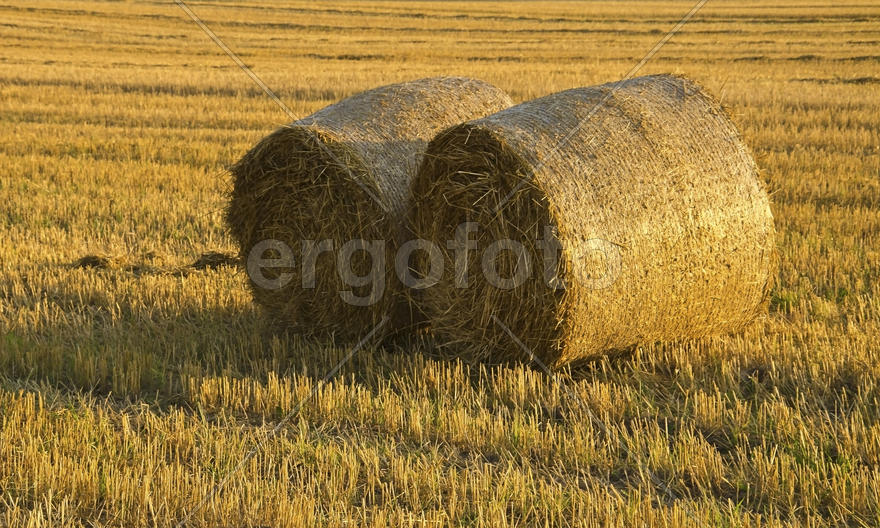 Белорусское поле: золотое сено