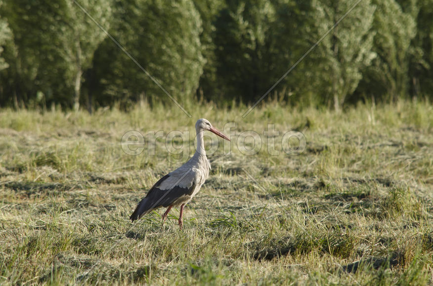 Аист на лугу.