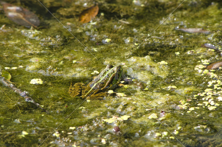 Лягушка в водоеме
