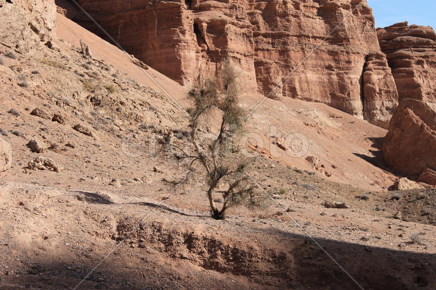 Одинокий Саксаул