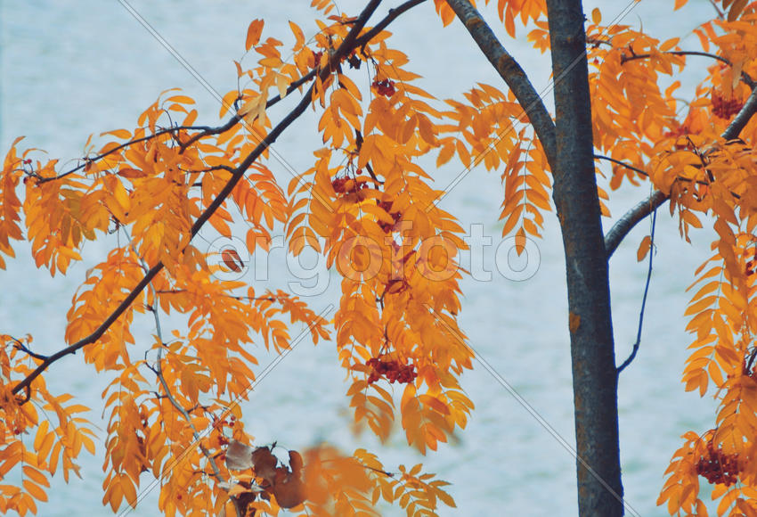 калина над водой