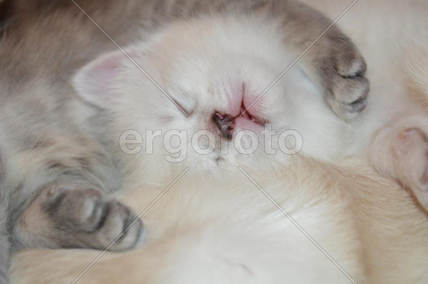 Маленький белый котенок 