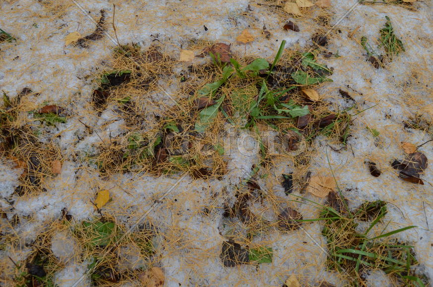 Первый снег на пожелтевшей осенней листве 