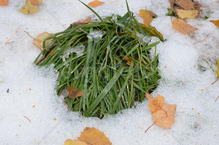 Первый снег на пожелтевшей осенней листве 