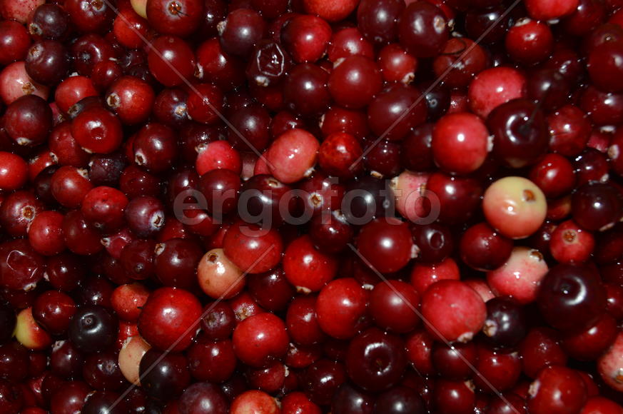 Ягоды клюквы