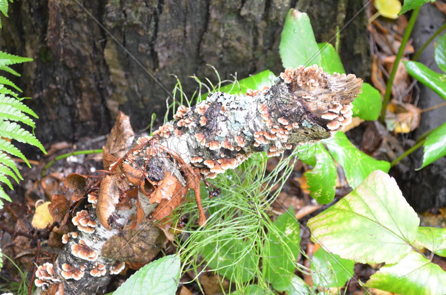 Грибы на дереве 