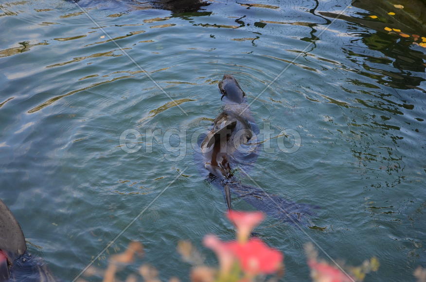 Тюлени в заповеднике 