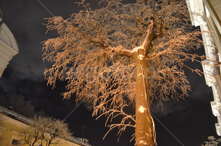 Через крону к звездам