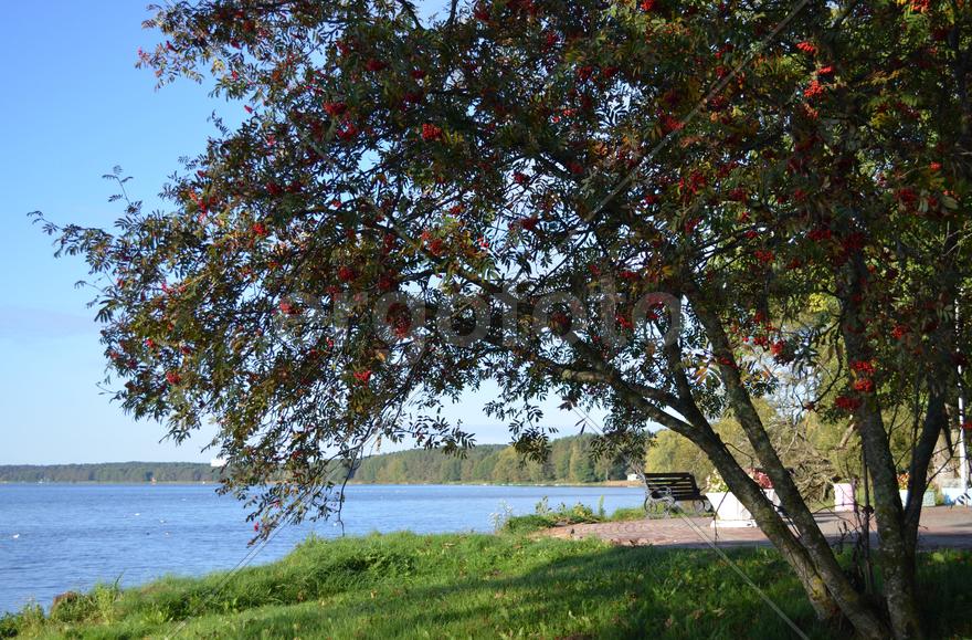 Побережье озера Нарочь в Белорусии 