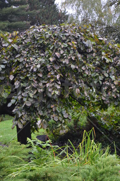 Неизвестный куст