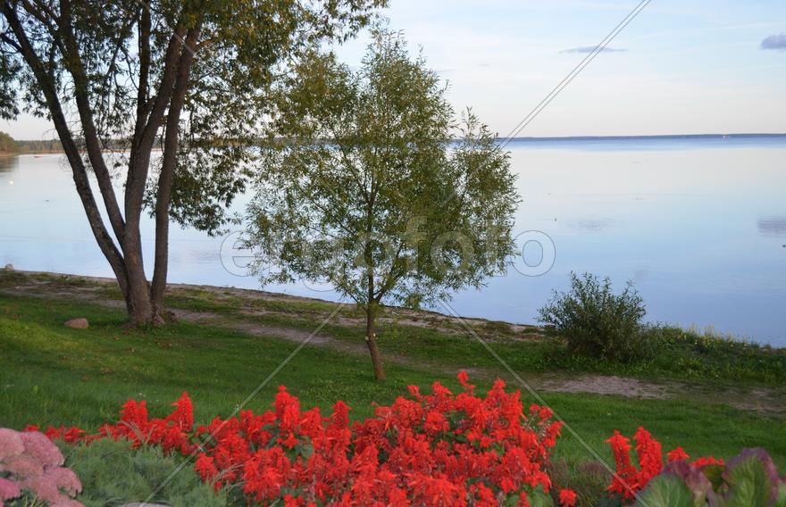 Побережье устланное зеленой травой с деревьями на берегу 