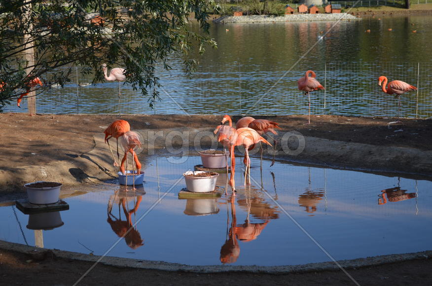 Розовые фламинго 