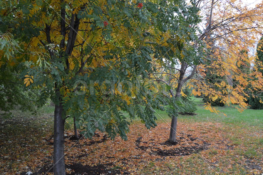 Золотая осень. Пожелтевшая листва ранней осени 