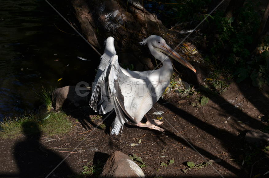 Пеликан у водоема 