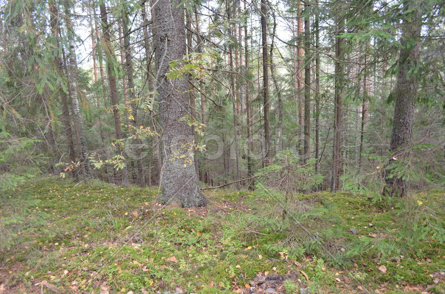 Пейзаж летнего леса 