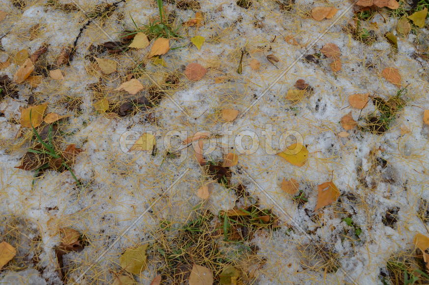 Первый снег на пожелтевшей осенней листве 