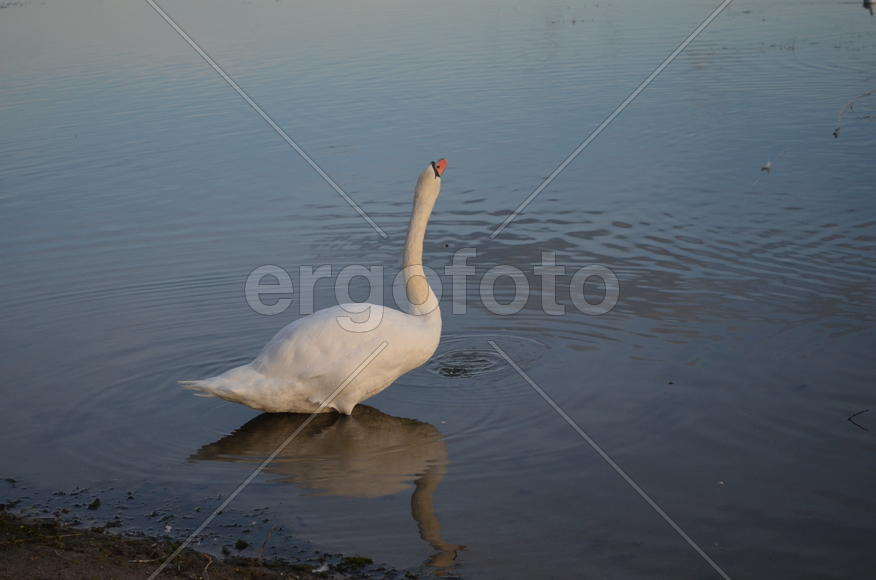 Дикие утки на берегу водоема 