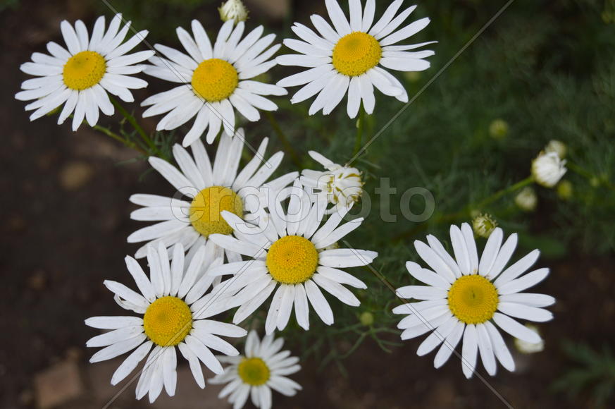 Белые ромашки среди зеленой листвы 