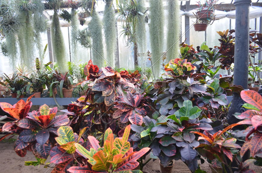 Кодие́ум пёстрый Codiaēum variegātum, а на заднем плане Бромелиевые Bromeliaceae и 