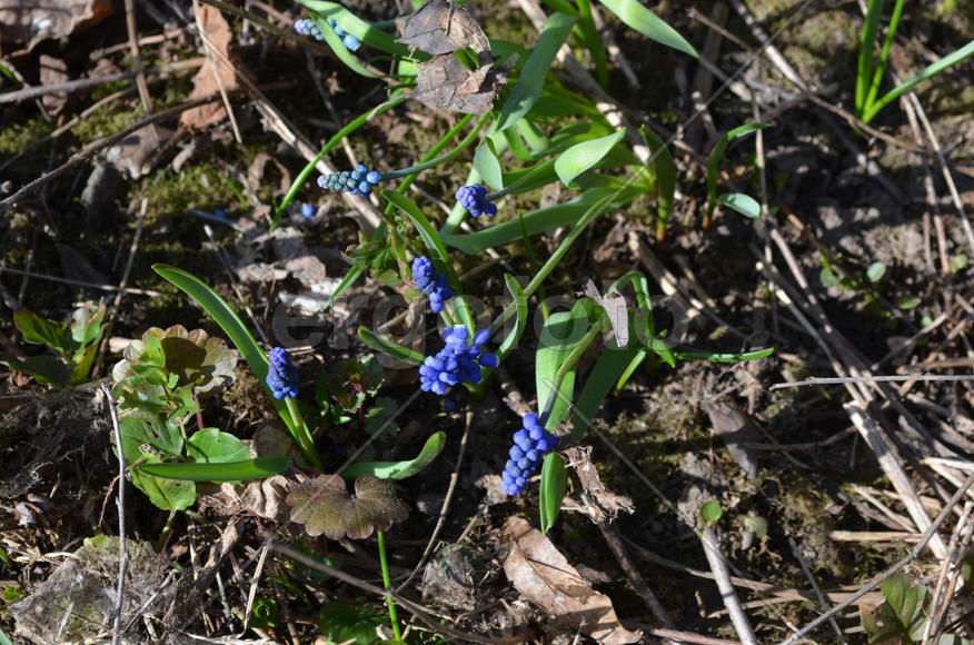 Мускари синие на фоне земли
