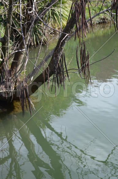 Глядичия плодоносит
