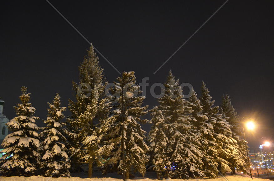 Городские ели