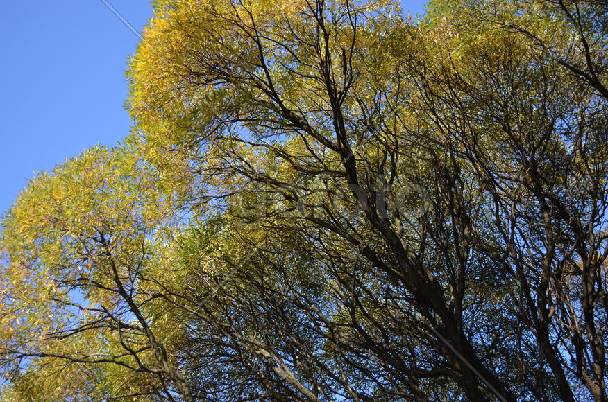 В кроне ивы