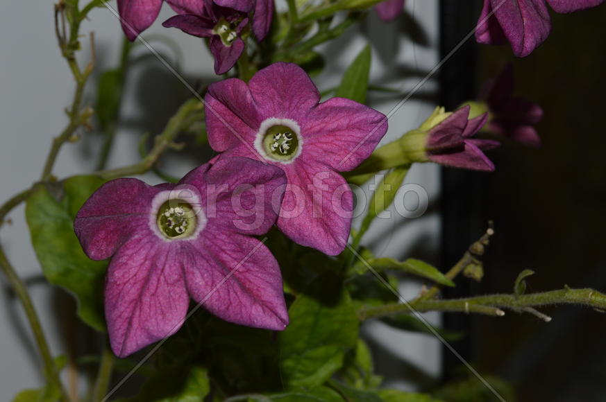 Распустившиеся бутоны комнатных растений 