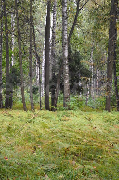 Пейзаж в чаще леса 