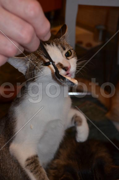 Кошка кушает с ложки 