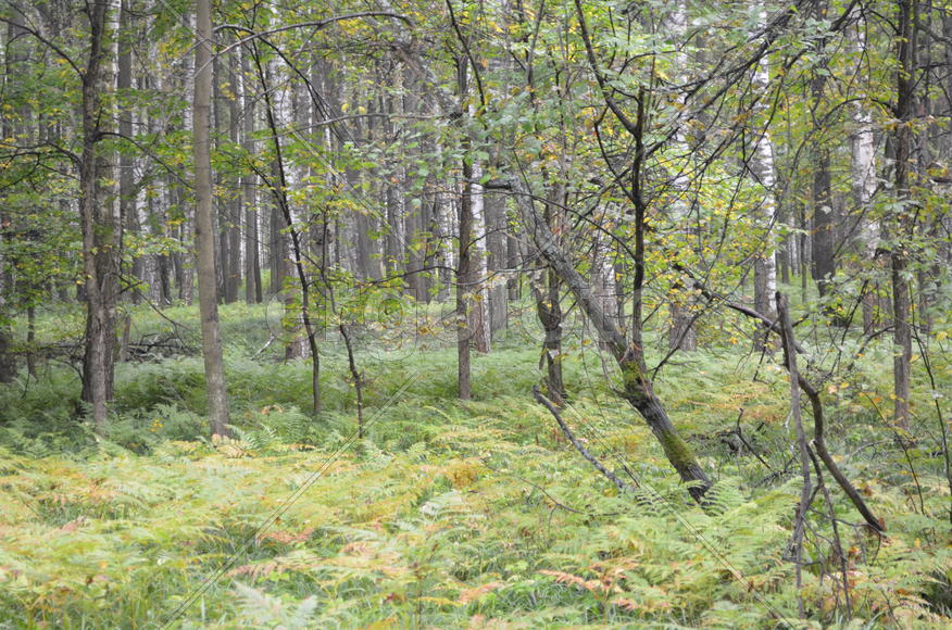 Пейзаж в чаще леса 