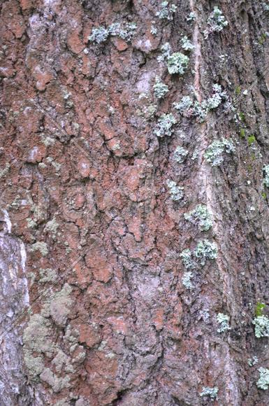 Ствол лесного дерева 