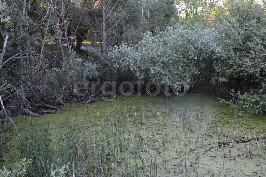 Зеленое заросшее тиной болото 