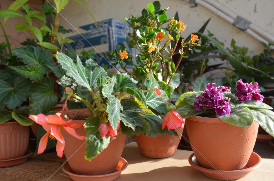 Комнатные растения с крупными красными бутонами 