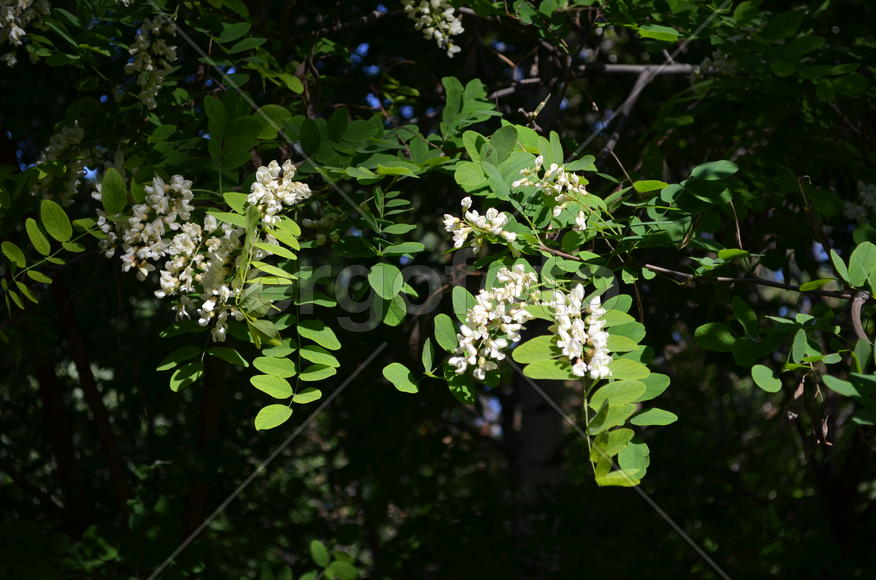  Robínia pseudoacáciaс: светлые пятна