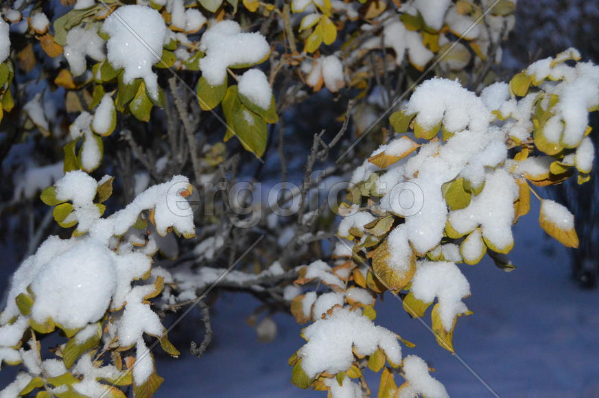 Казань. Заснеженные листья деревьев 
