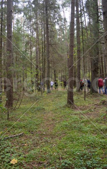 Туристы гуляют по зеленому лесу 